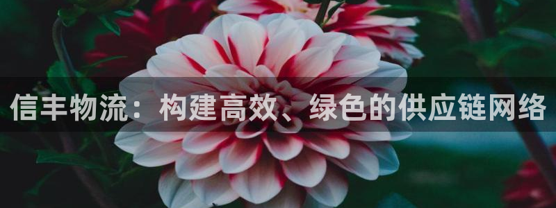 狗子28黑不黑：信丰物流：构建高效、