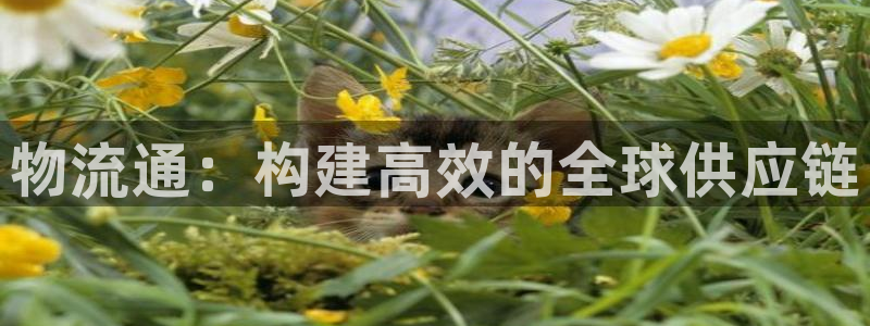 狗子28注册地址：物流通：构建高效的