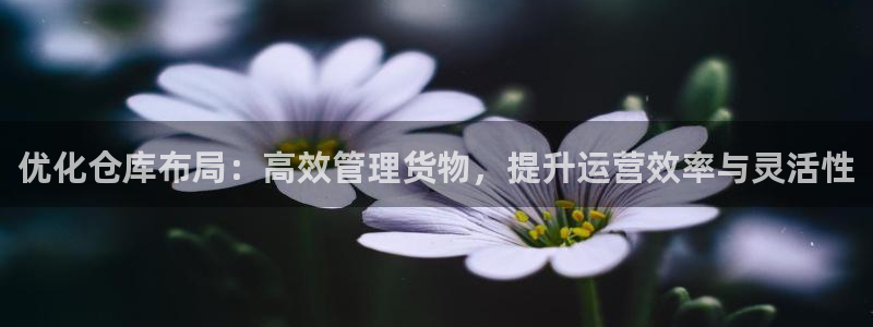 狗子28注册登录链接流程：优化仓库布局：高效管理货物，提升运