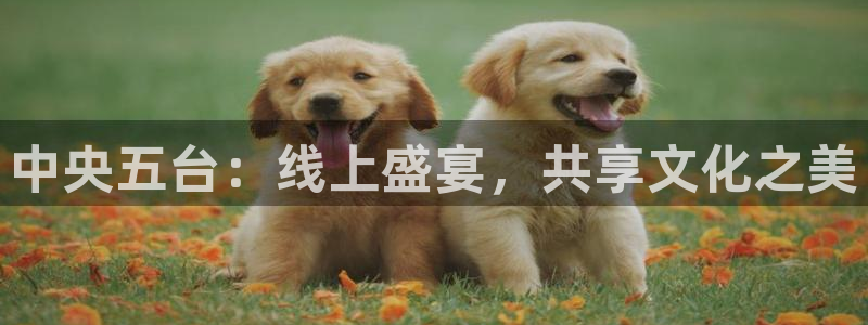 鲸鱼体育下载官方正版：中央五台：线上盛宴，共享文化之美